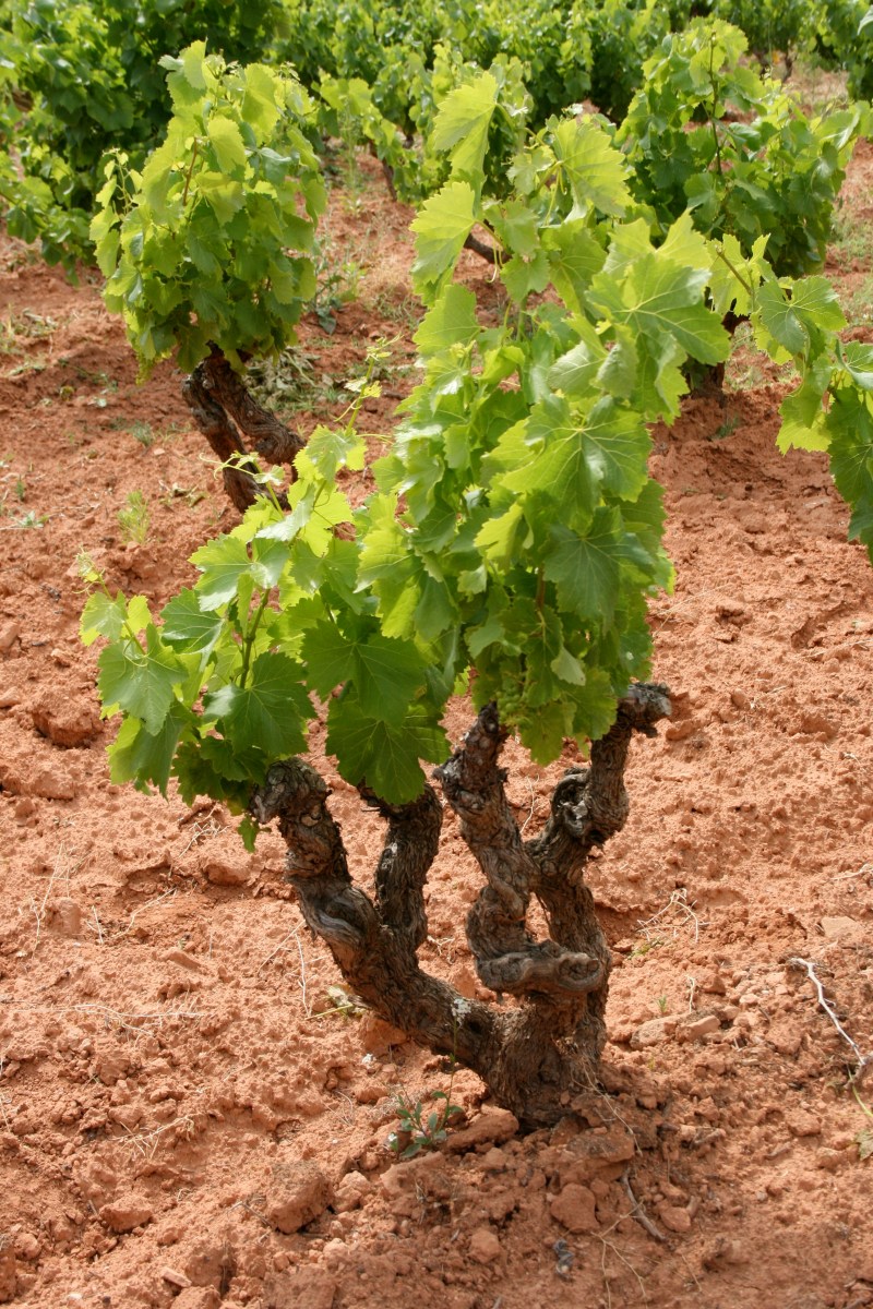 100 year old grenache